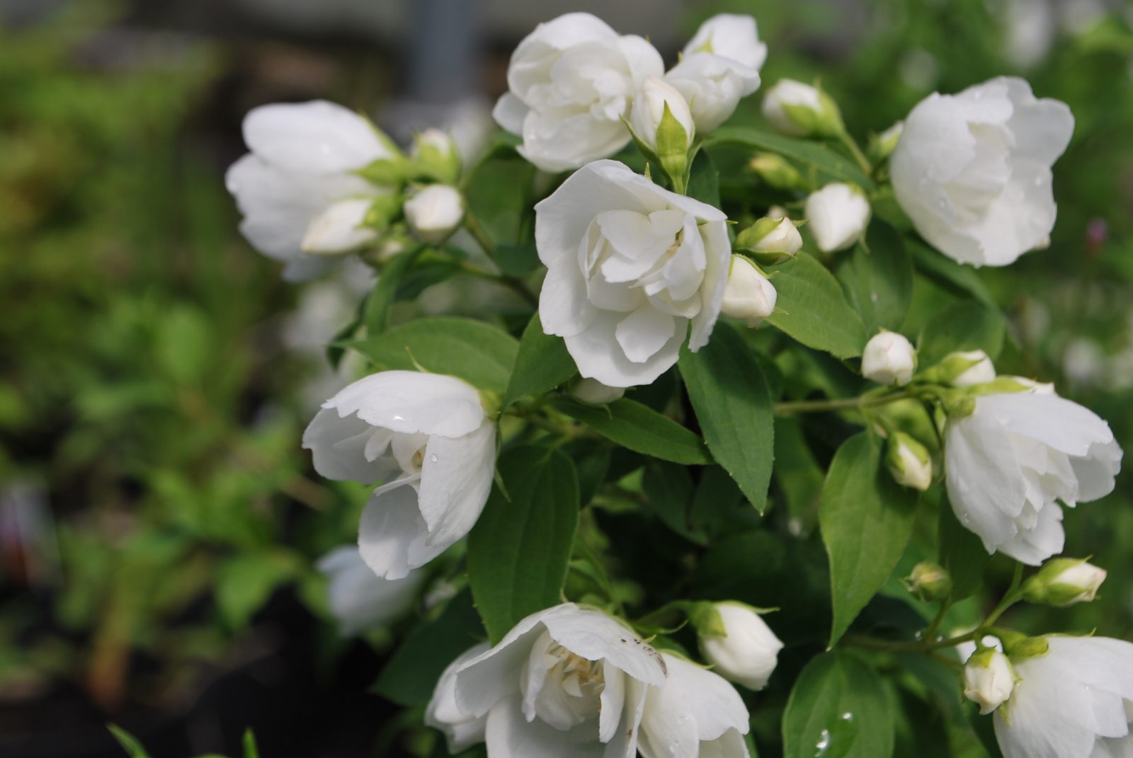 'Manto De Hermine' Philadelphus